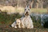 SCOTTISH TERRIER 019